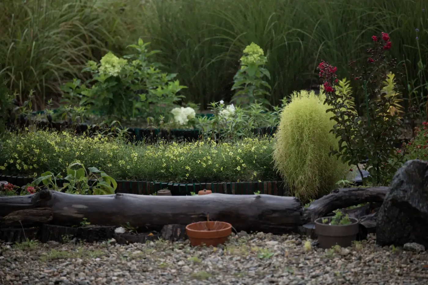 A tidy garden path lined with established plantings